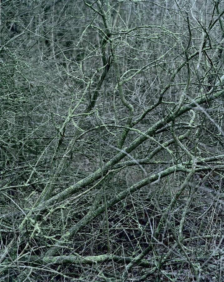 nature morte - 